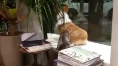 猫咪也抵挡不了柯基屁股的诱惑